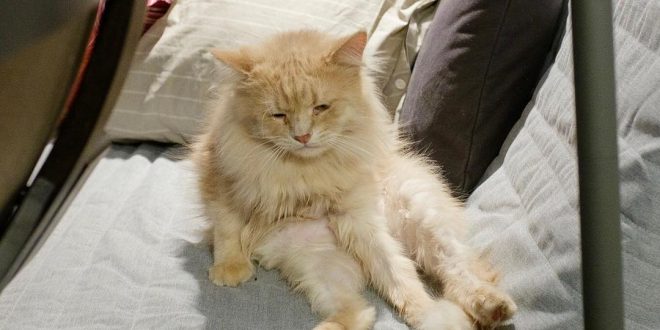 «Царь печали»: самый тоскливый кот покорил интернет своей «нерадостной» философией бытия