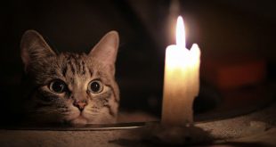 В Карелии кот оставил без света 2 тыс. человек, котельную, детсад и хлебозавод