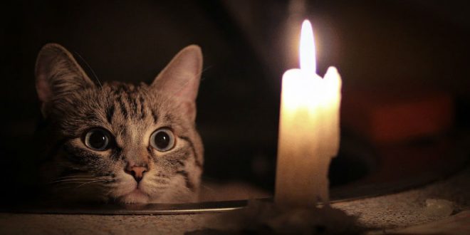 В Карелии кот оставил без света 2 тыс. человек, котельную, детсад и хлебозавод