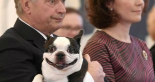 Улыбающийся пес президента Финляндии покорил интернет