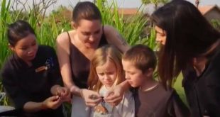 Анджелина Джоли накормила детей пауками и скорпионами