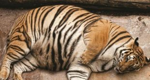 Толстые амурские тигры устроили охоту на шпионивший за ними беспилотник
