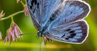 В Британии коллекционер пошел под суд за убийства бабочек