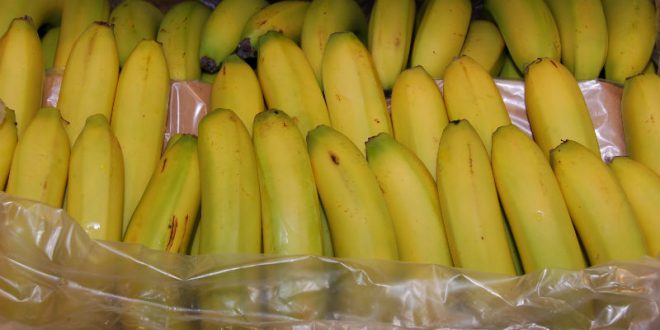 В Петербург привезли эквадорские бананы с кокаином