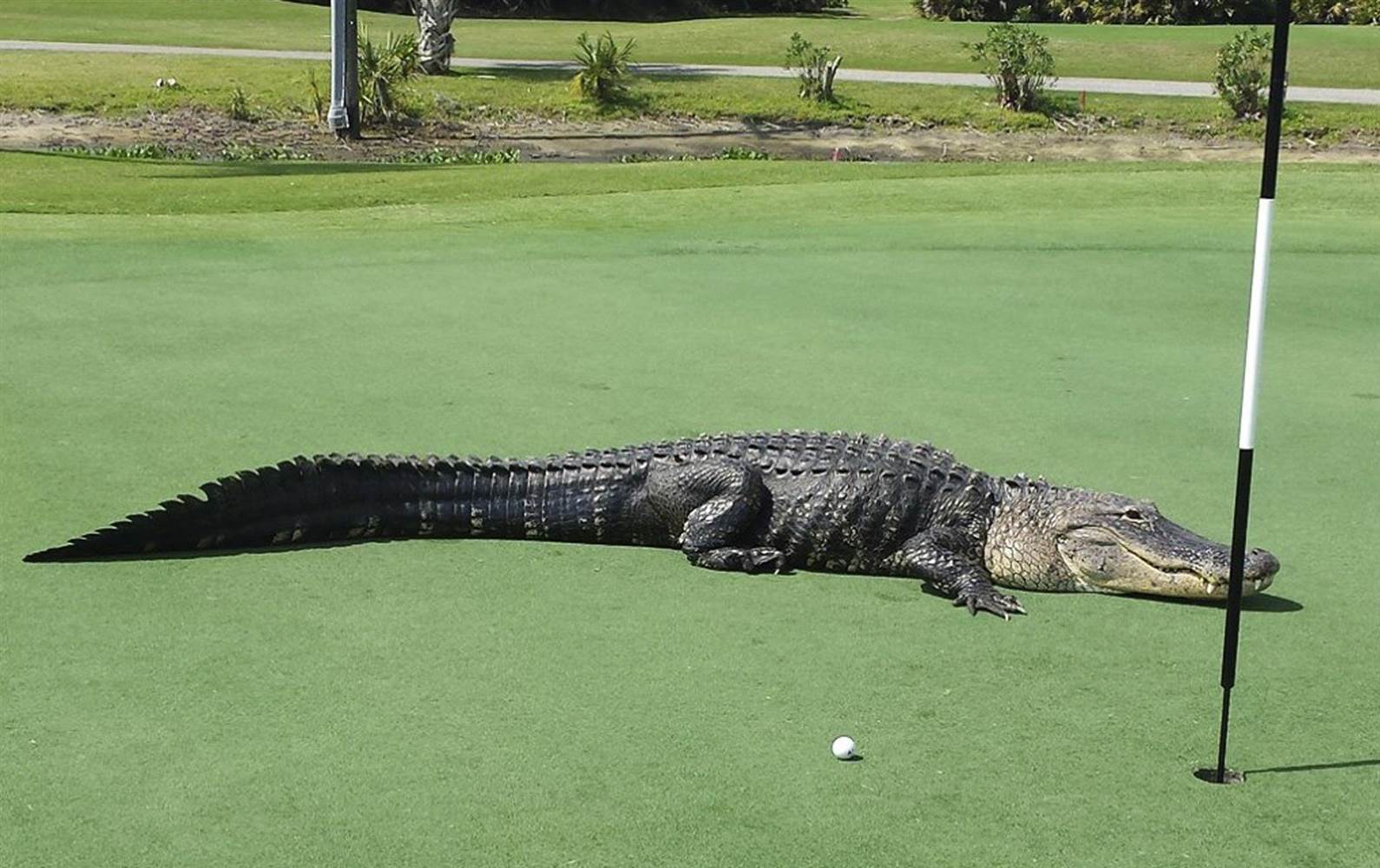 Аллигатор во Флориде на поле для гольфа