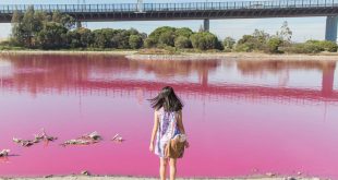 Удивительный природный феномен сделал воду в австралийском озере ярко-розовой