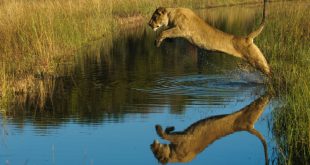 В мексиканском сафари-парке неуклюжая львица прыгнула прямо в пропасть, пытаясь напугать туристов