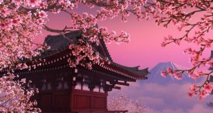 Японцы сообщают о начале сезона цветения сакуры