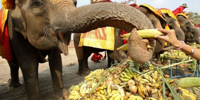 В Таиланде для слонов по случаю их Национального дня накрыли шведские фруктовые столы