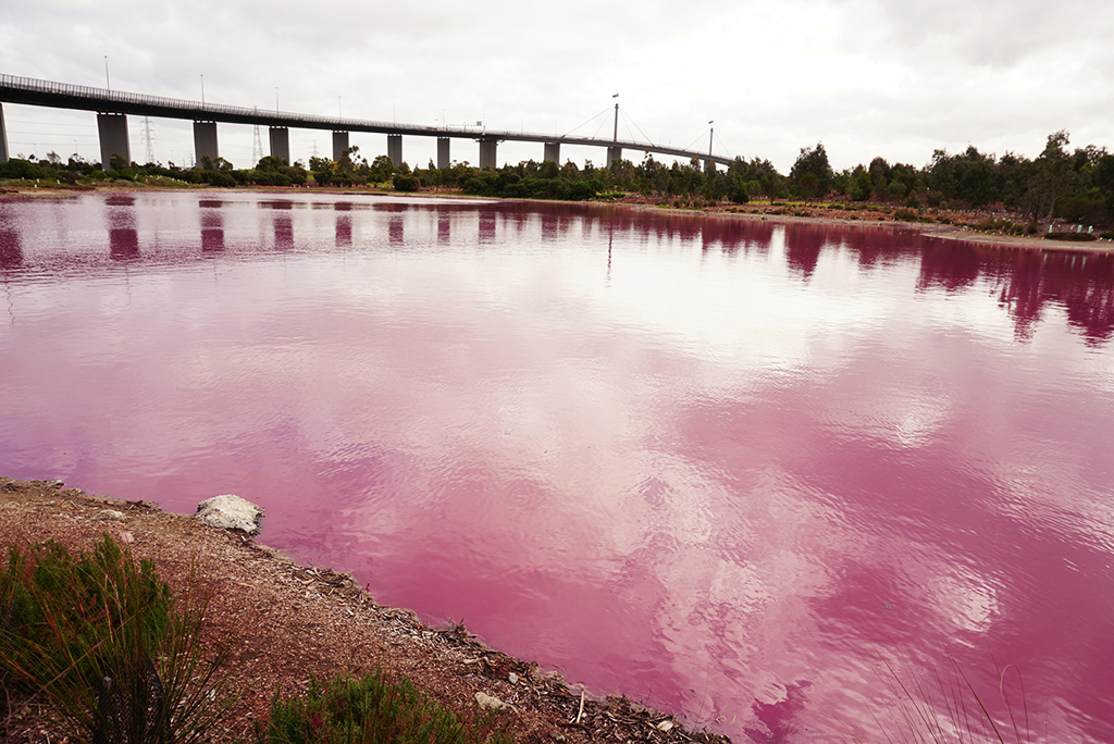 Вода стала розовой. Озеро Ретба Сенегал. Красное озеро Алтайский край. Озеро Ретба Крым. Розовое озеро Алтай Бурсоль.