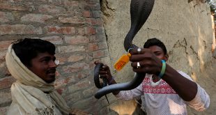 В Индии турист погиб от укуса кобры, с которой он позировал для фотографии