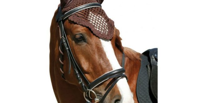 В Москве у лошадей украли вязаные шапочки и попоны