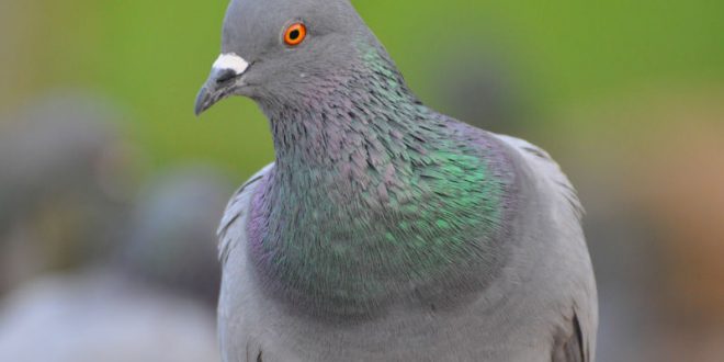 Шотландка шокировала прохожих, попытавшись оживить голубя при помощи искусственного дыхания