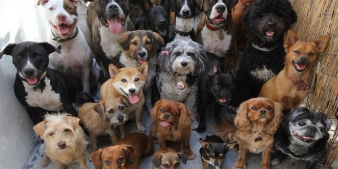 Отправленная на принудительное лечение пенсионерка держала около 30 собак запертыми в однокомнатной квартире