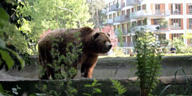 В центре Челябинска возле жилых домов гулял беспризорный медведь