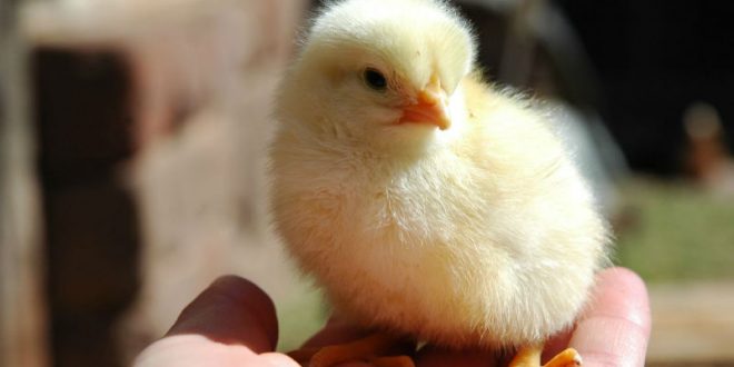 У французского художника после почти месяца высиживания яиц вылупился первый цыпленок