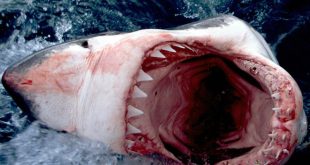 В США школьница отбилась от акулы кулаками
