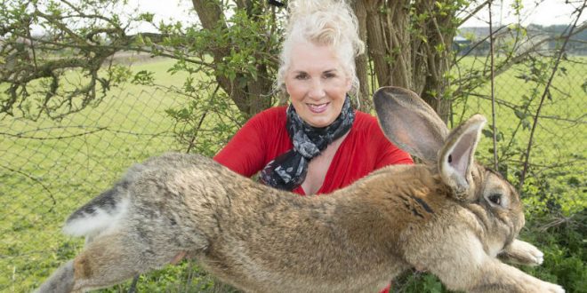 Претендент на звание самого большого кролика в мире погиб на борту скандальной американской авиакомпании
