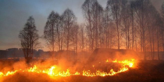 Под Новосибирском поджигатель травы расстрелял возмущенных его действиями соседей