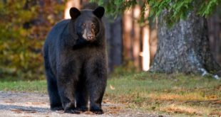 Вооруженный луком и стрелами канадский «индеец» чудом пережил встречу с медведем