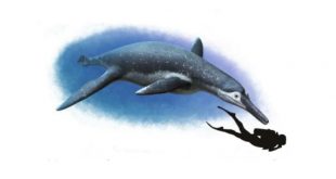 На берегу Волги найдены останки гигантского морского чудовища