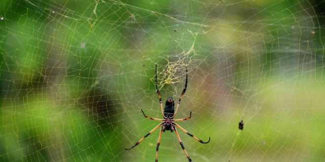 Британка была вынуждена обратиться к врачу из-за поселившегося в ее ухе паука