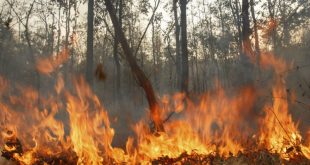 В Красноярском крае пожары уничтожили около 80 жилых домов
