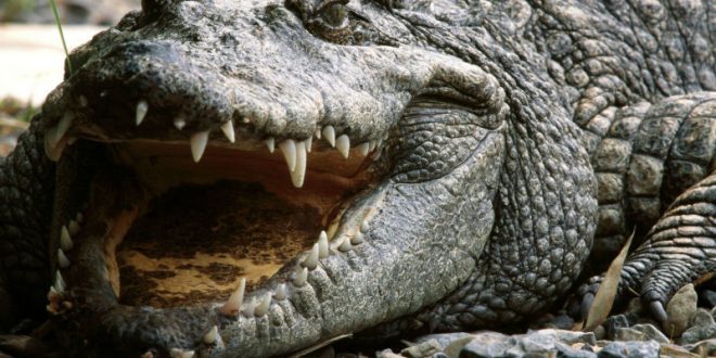 В Зимбабве крокодилы съели священника, пытавшегося пройти по воде как Иисус