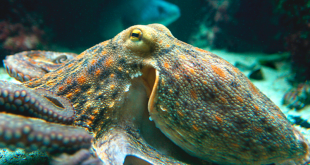 Гигантский осьминог предпринял попытку побега из Приморского океанаруима