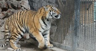 В Великобритании не вовремя зашедший в вольер тигр растерзал смотрительницу зоопарка