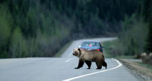 На Урале разыскивают медведя, спровоцировавшего ДТП и скрывшегося с места происшествия