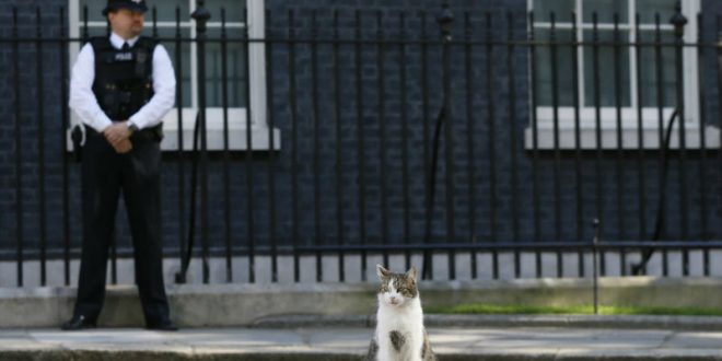 Британцы решили заменить Терезу Мэй на кота Ларри на посту премьер-министра