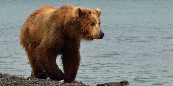 Отдыхавший на природе житель Камчатки чуть не погиб от лап напавшего на него медведя