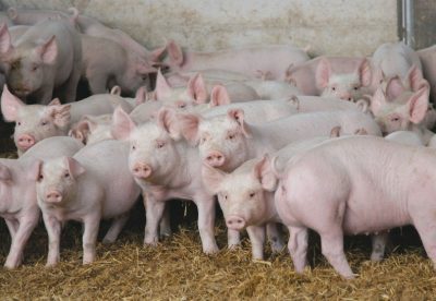 В Омске собутыльники убили фермера и скормили его тело свиньям ради 200 тыс. рублей