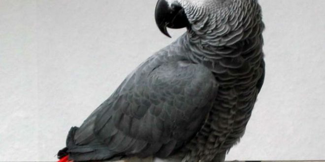Американку осудили за убийство мужа благодаря показаниям попугая