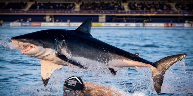 Майкл Фелпс уступил первое место белой акуле в заплыве на 100 метров