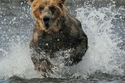 В Иркутской области испугавшийся медведя мужчина застрелил двух рыбаков