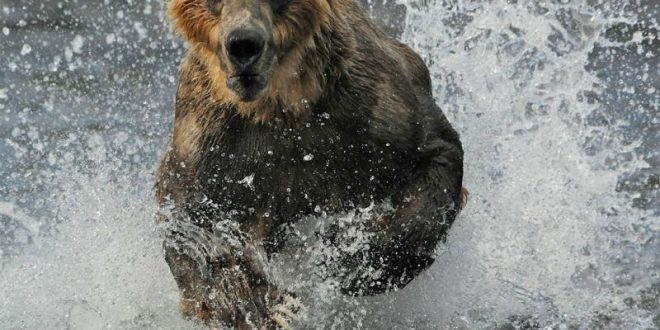 В Иркутской области испугавшийся медведя мужчина застрелил двух рыбаков