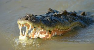 Жителя Новороссийска задержали за выгул крокодила на поводке на общественном пляже