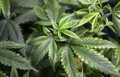 В США производитель марихуаны купил целый город, чтобы превратить его в «наркотический Диснейленд»